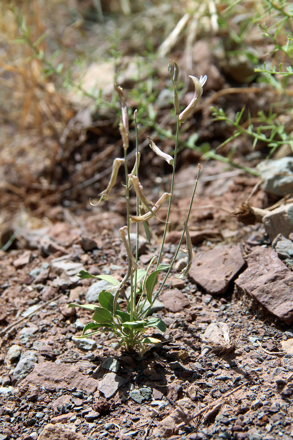 Image of genus Astragalus specimen.