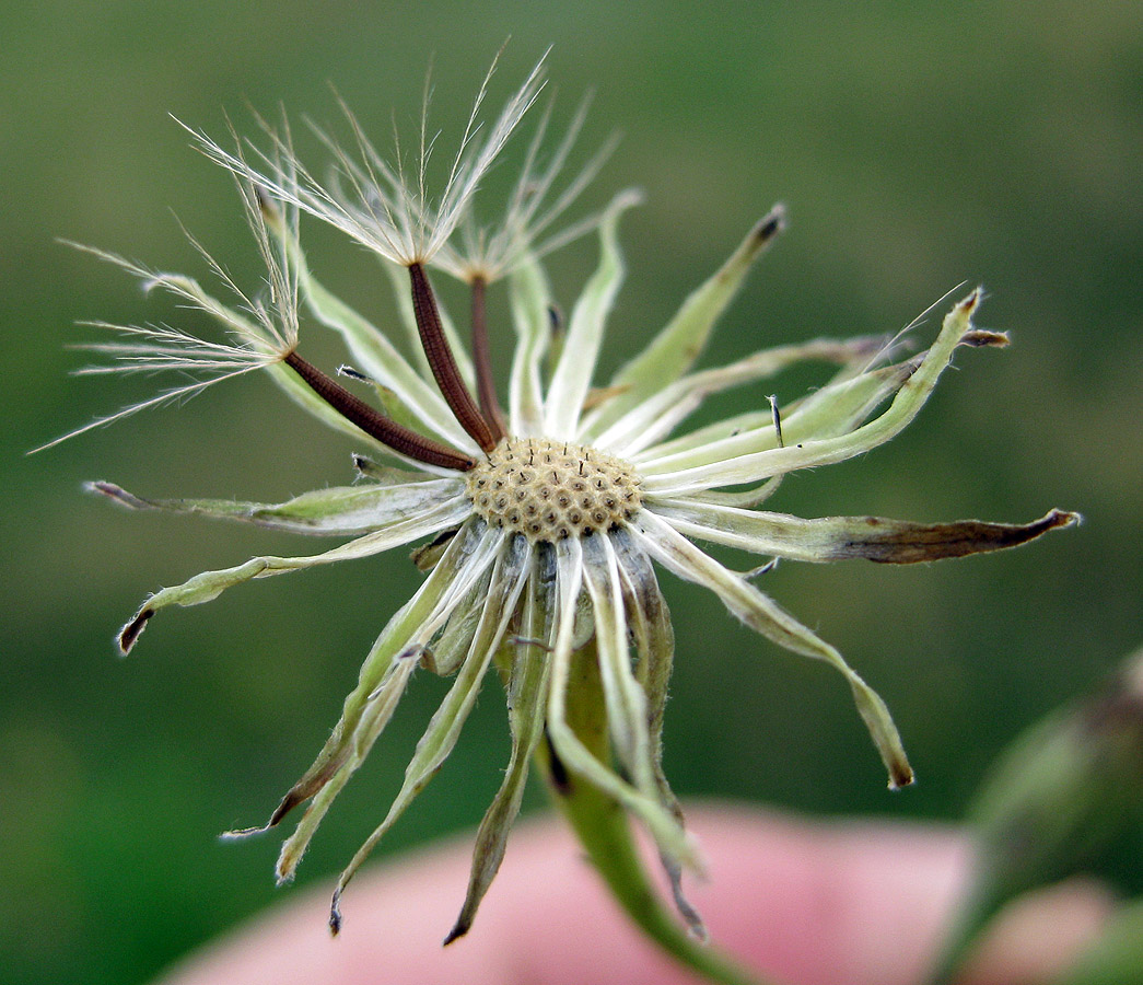 Image of Scorzoneroides autumnalis specimen.