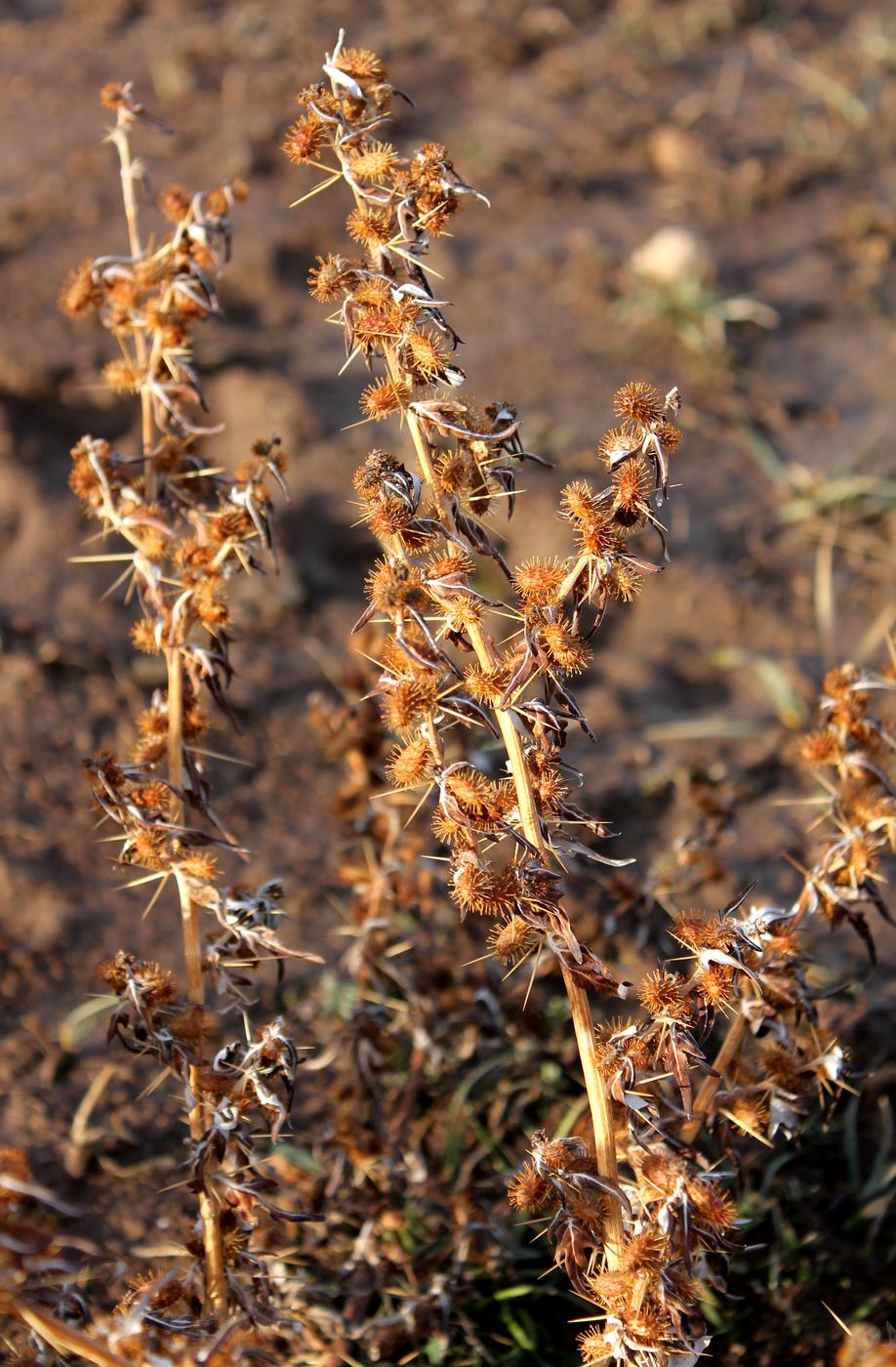 Изображение особи Xanthium spinosum.