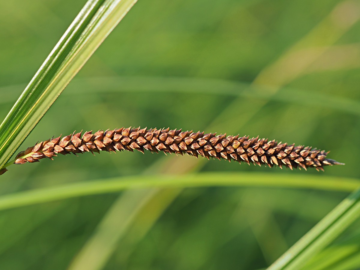 Изображение особи Carex acuta.