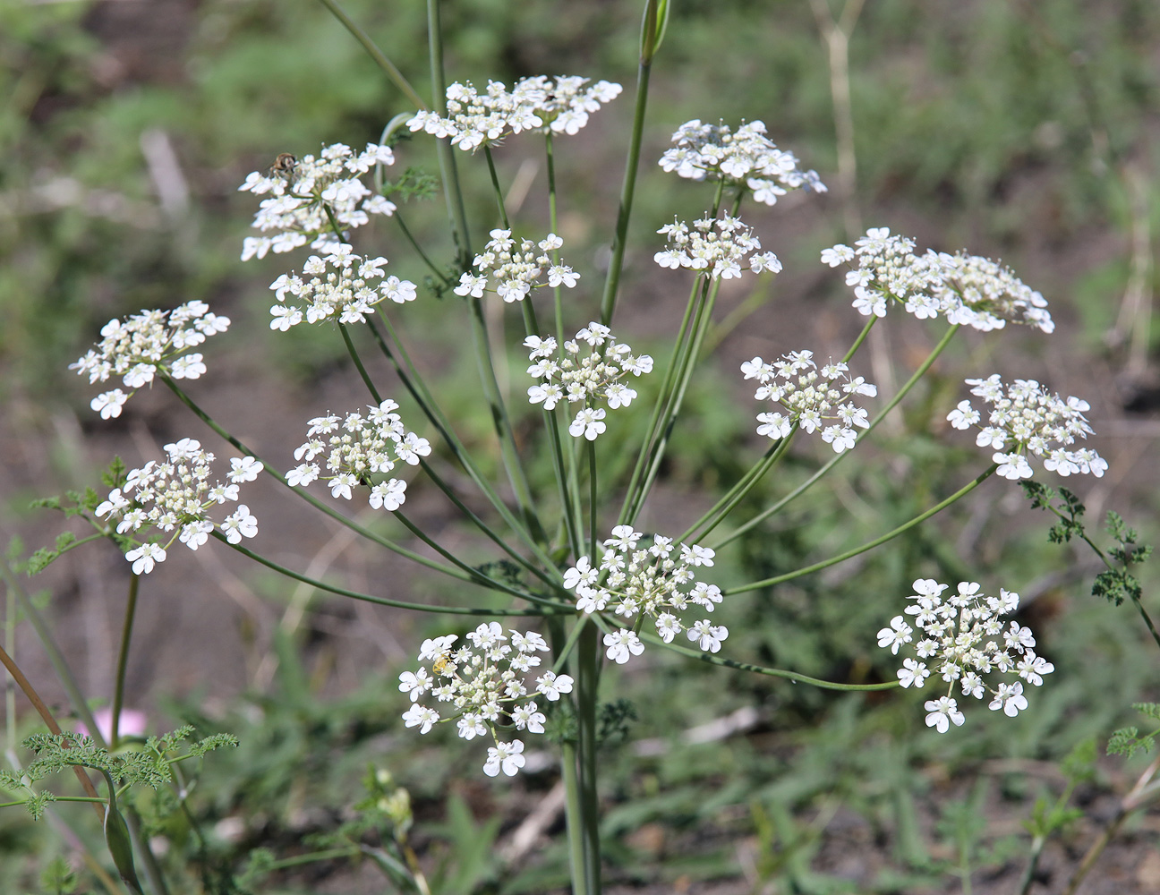 Изображение особи Astrodaucus orientalis.