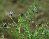 Astragalus guttatus. Верхние части побегов с цветками. Азербайджан, Гобустанский заповедник. 10.04.2010.