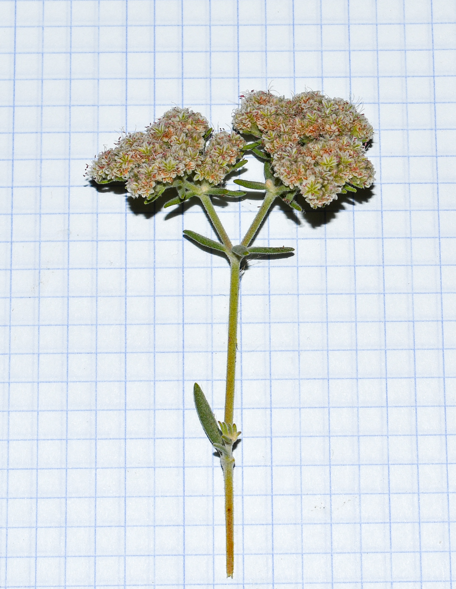 Image of Eriogonum arborescens specimen.