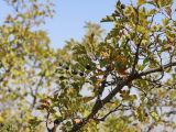 Смотреть изображение Crataegus pseudomelanocarpa