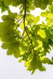 Quercus robur. Верхушка ветви с отцветшими соцветиями. Израиль, г. Иерусалим, ботанический сад университета. 01.05.2019.