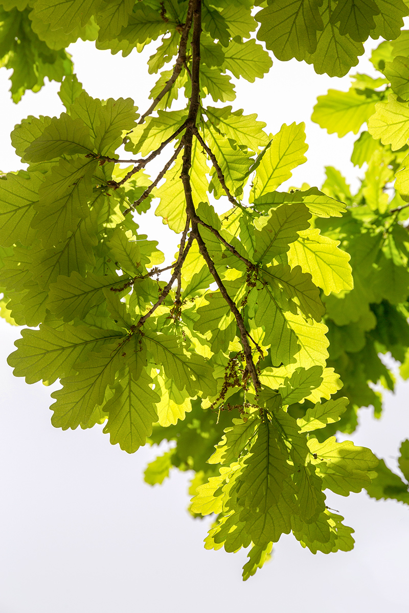 Image of Quercus robur specimen.