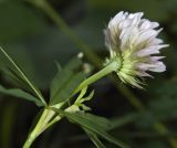 Trifolium lupinaster. Верхушка цветущего растения. Республика Алтай, Шебалинский р-н, г. Солоковая, поляна в низкогорном берёзово-сосновом лесу. 02.07.2010.