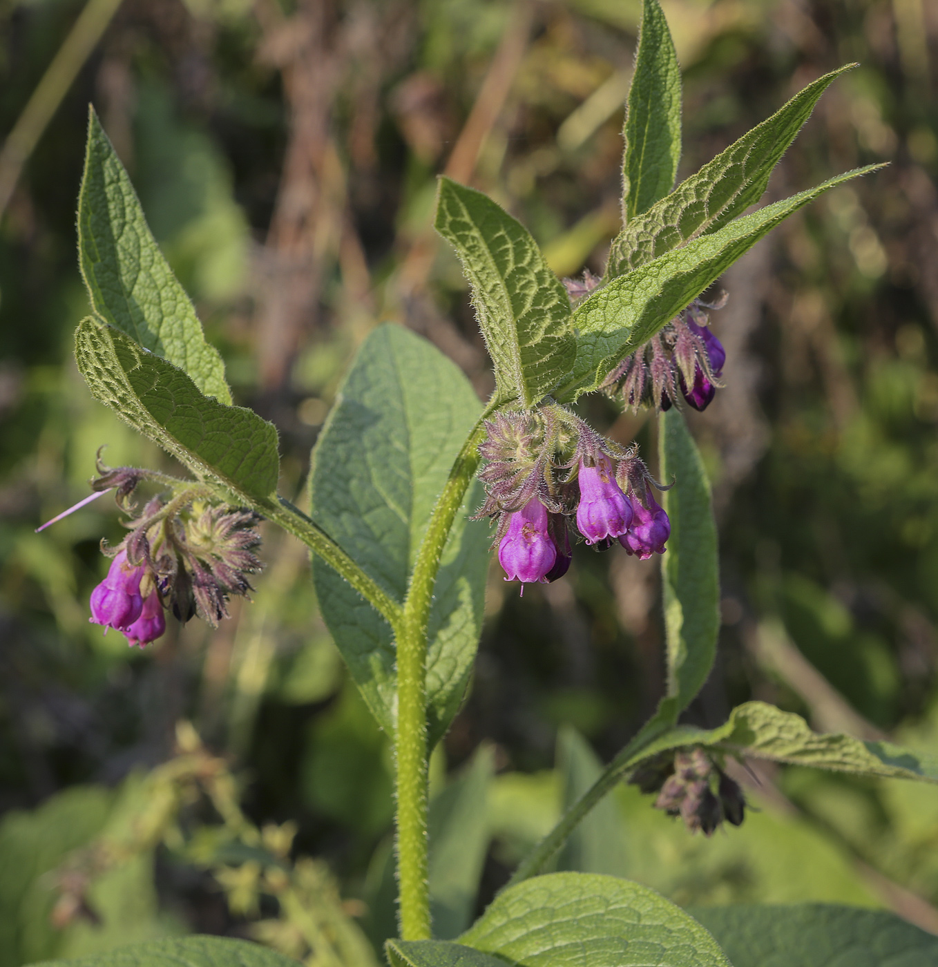 Image of Symphytum officinale specimen.