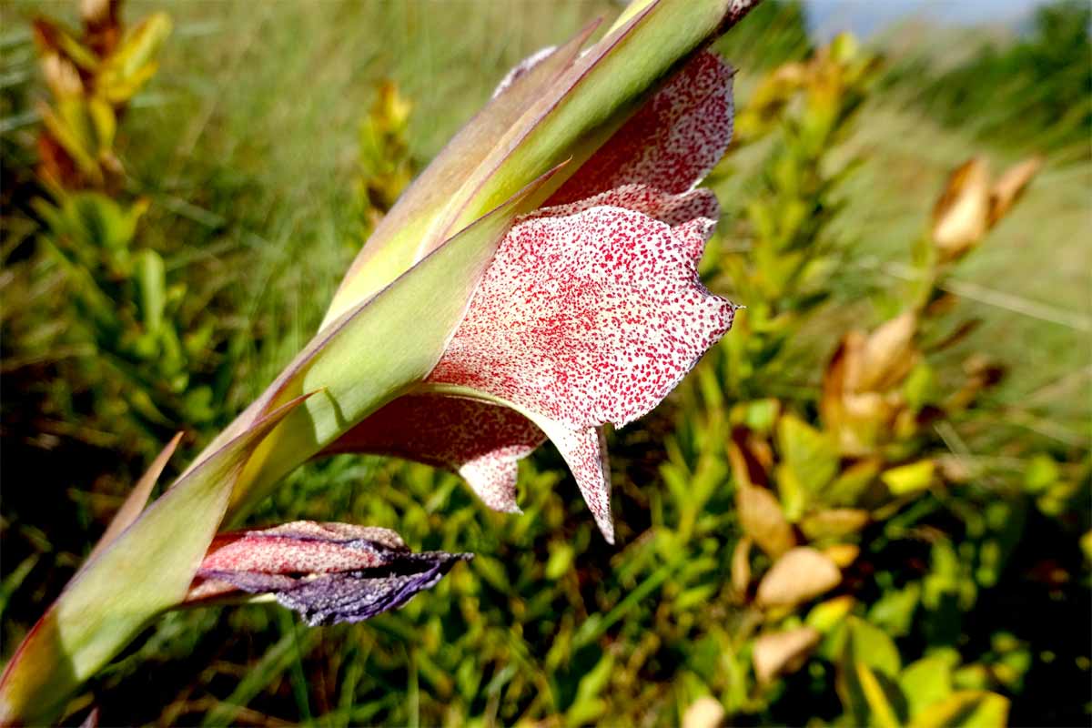 Image of Gladiolus ecklonii specimen.