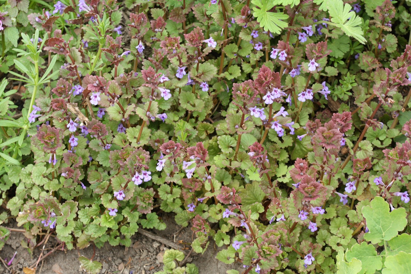 Image of Glechoma hederacea specimen.