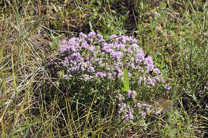 Image of genus Thymus specimen.