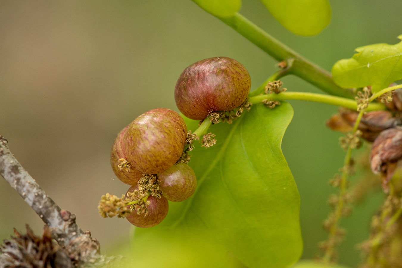 Image of Quercus robur specimen.