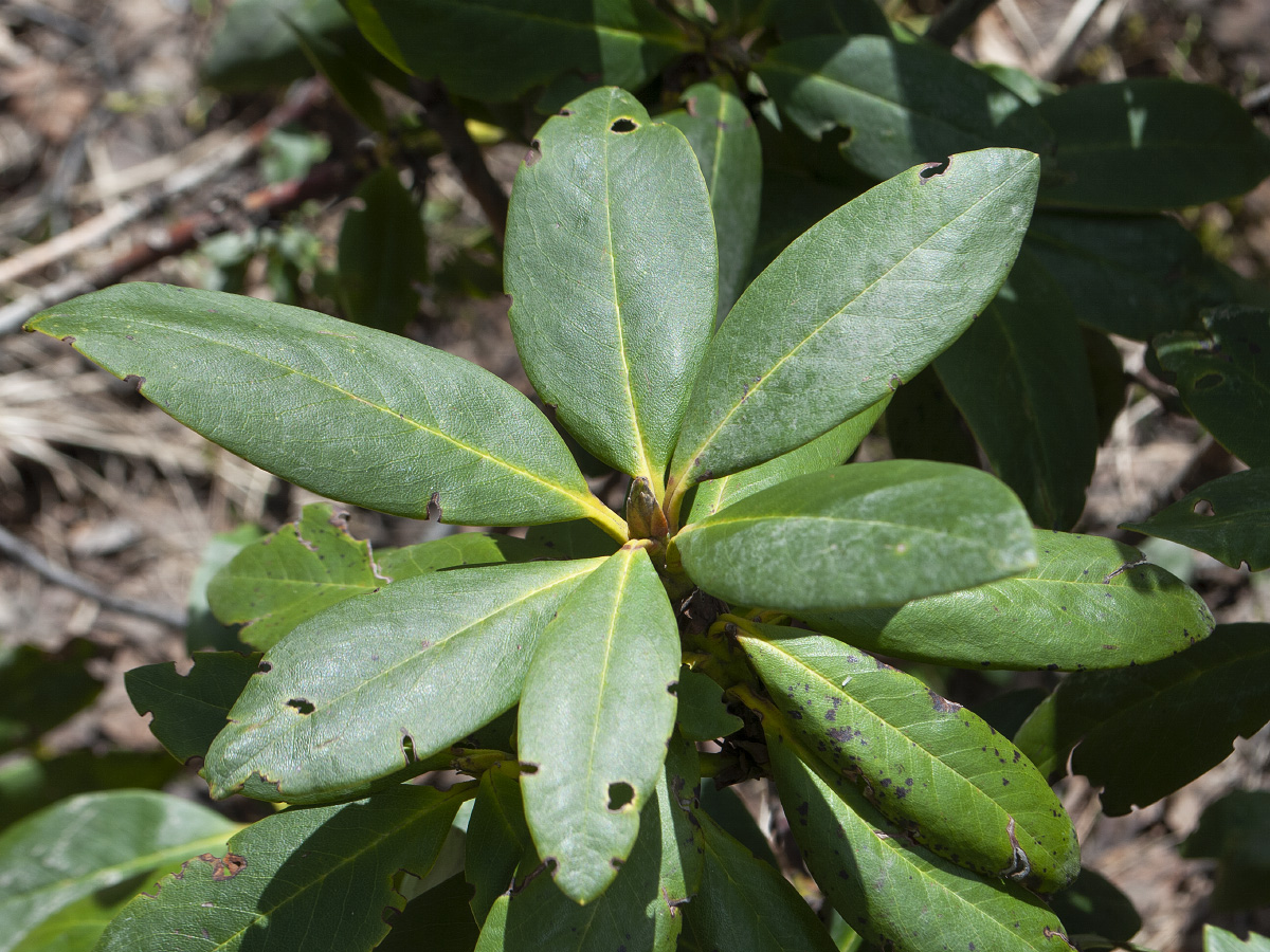 Image of Rhododendron caucasicum specimen.