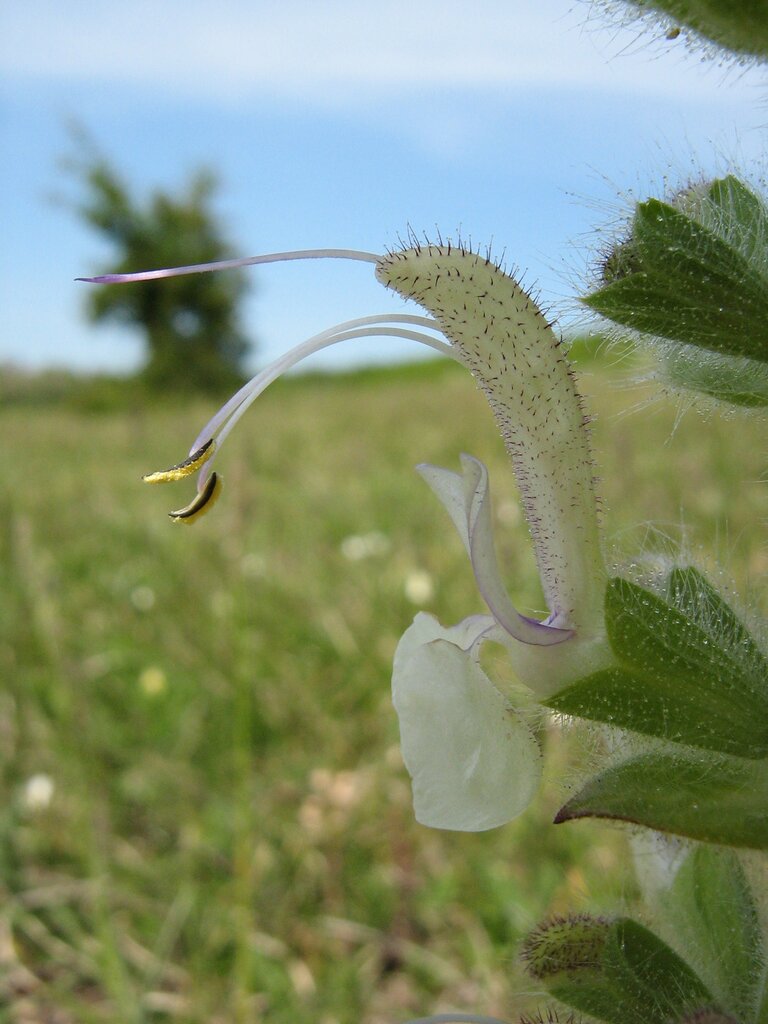 Изображение особи Salvia revelata.