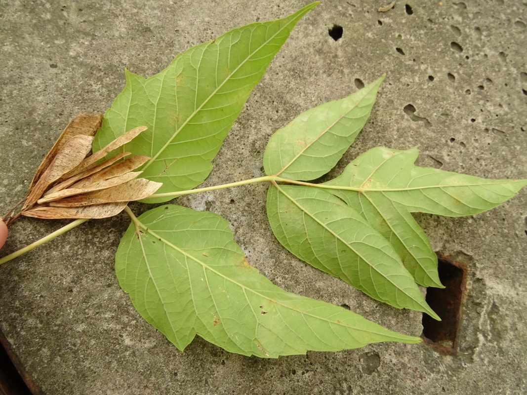 Image of Acer negundo specimen.