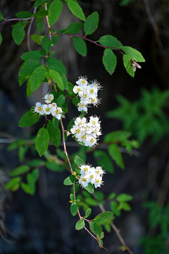 Изображение особи Spiraea flexuosa.