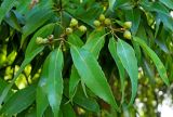 Quercus myrsinaefolia. Верхушка ветви с плодами. Абхазия, г. Сухум, в культуре. 25.09.2022.