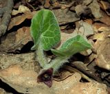 Asarum europaeum. Цветок и молодые листья. Ульяновская обл., г. Димитровград, пойма р. Бол. Черемшан, лесопарк Дубовая роща, широколиственный лес. 22.04.2023.