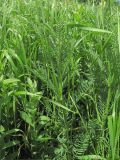 Astragalus asper. Побеги ниже соцветий. Краснодарский край, Успенский р-н, степной склон. 23.05.2023.