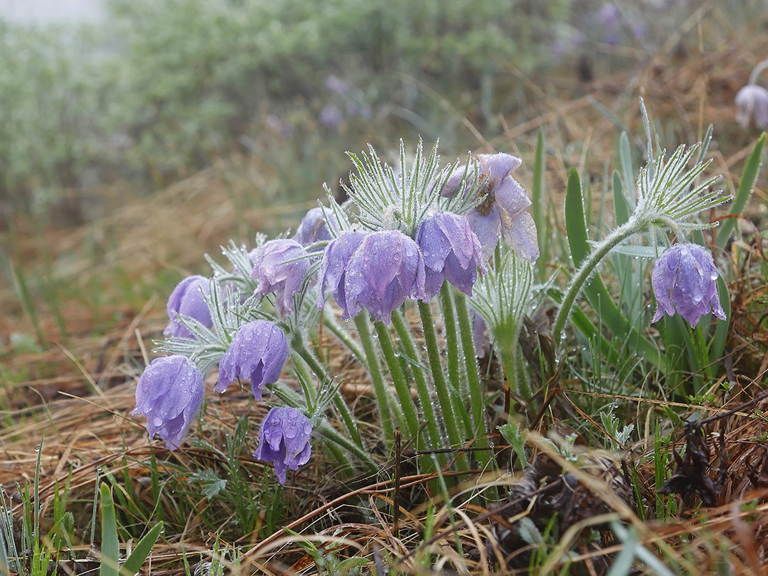 Image of Pulsatilla multifida specimen.