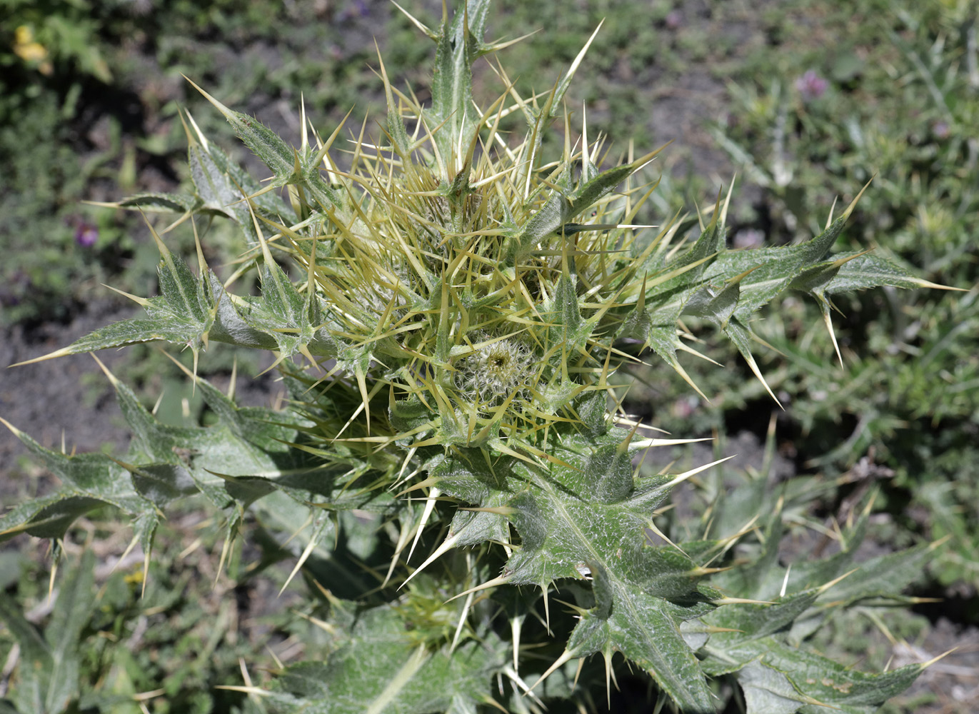 Image of Cirsium pugnax specimen.