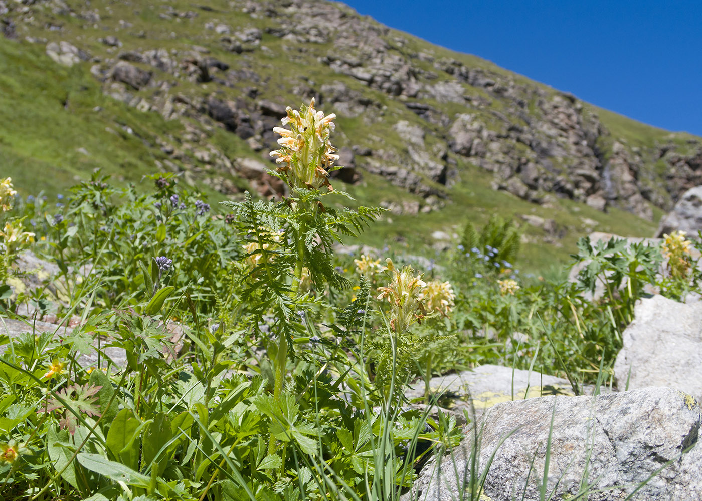 Изображение особи Pedicularis condensata.