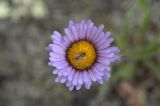 Erigeron thunbergii. Соцветие. Камчатский край, сопка Плоская.