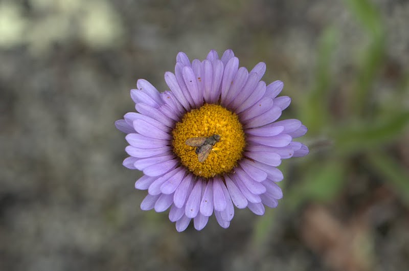 Image of Erigeron thunbergii specimen.