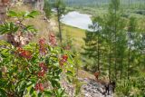 Sambucus manshurica