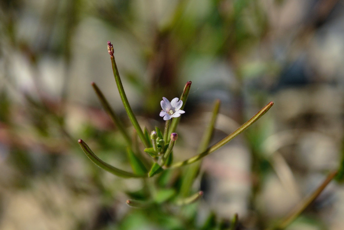 Image of genus Epilobium specimen.