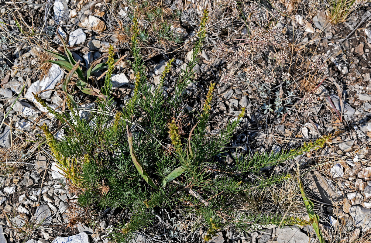 Image of Artemisia salsoloides specimen.