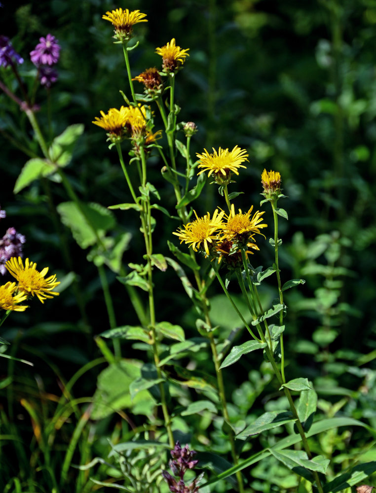 Изображение особи Inula aspera.