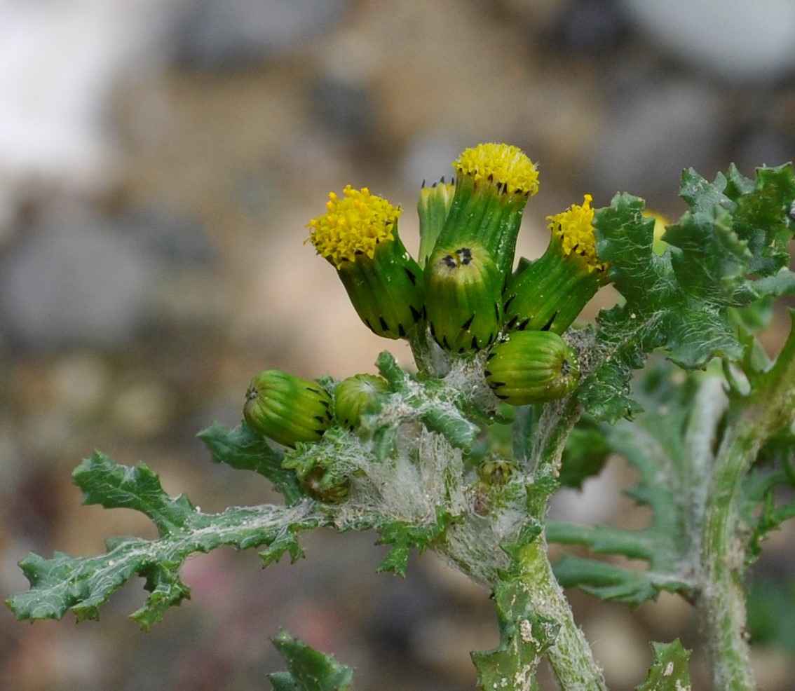 Image of Senecio vulgaris specimen.