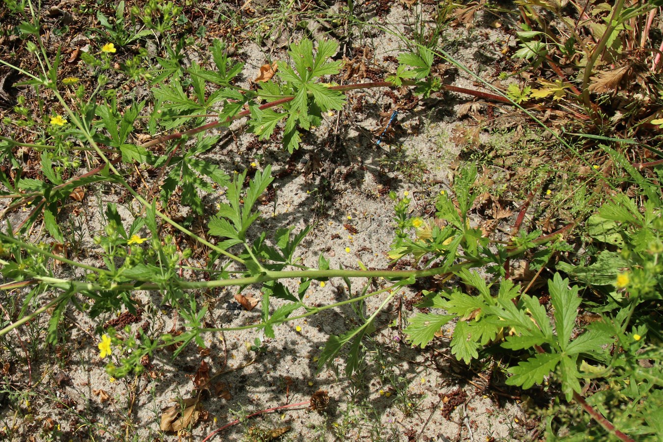 Изображение особи Potentilla intermedia.