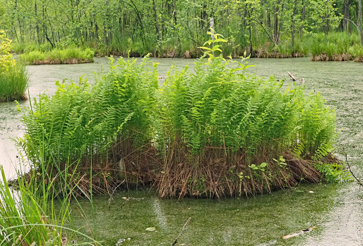 Image of Thelypteris palustris specimen.