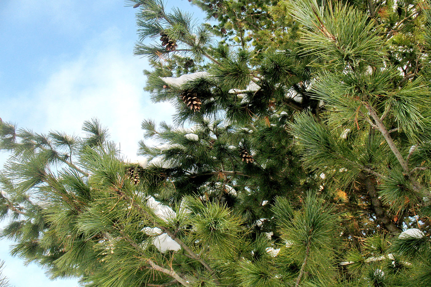 Image of Pinus strobus specimen.