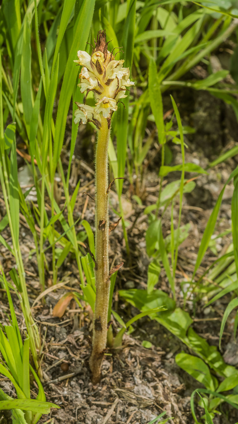 Image of Orobanche bartlingii specimen.