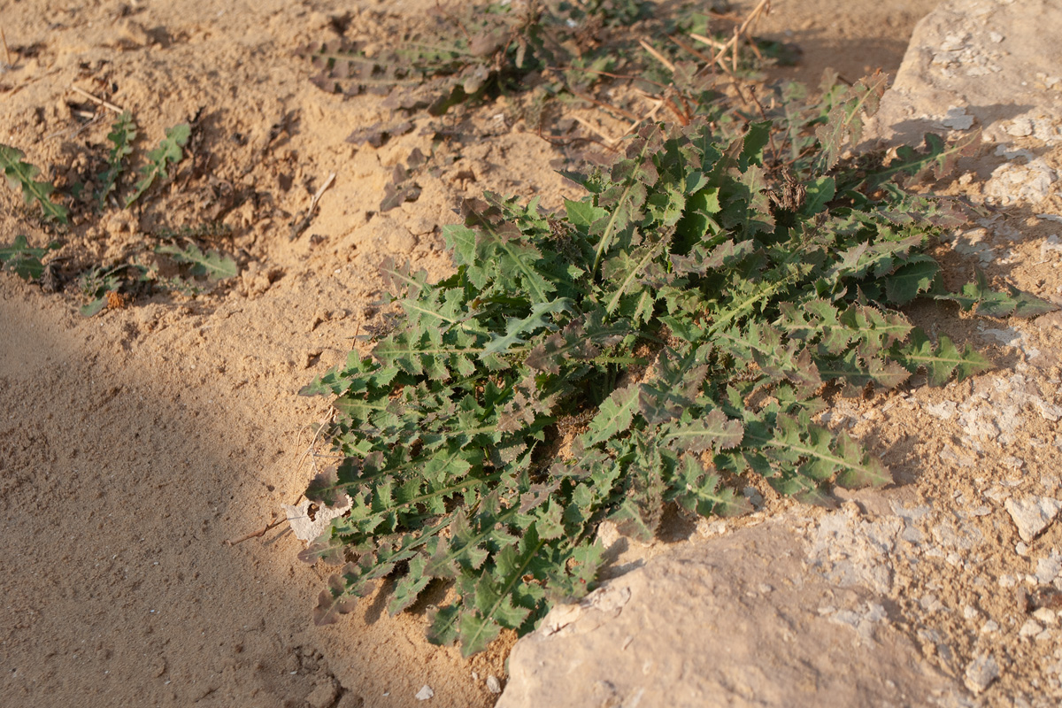 Image of Launaea nudicaulis specimen.