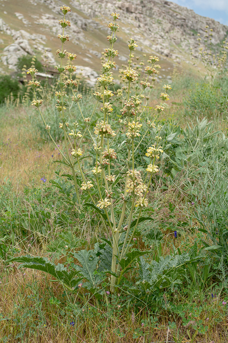 Image of Phlomoides kaufmanniana specimen.