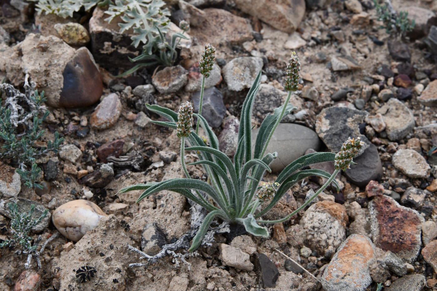 Изображение особи Plantago minuta.