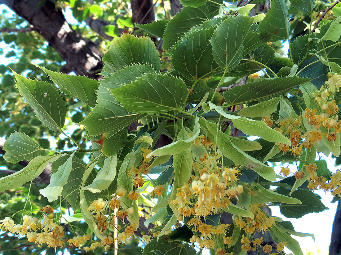 Image of Tilia &times; europaea specimen.