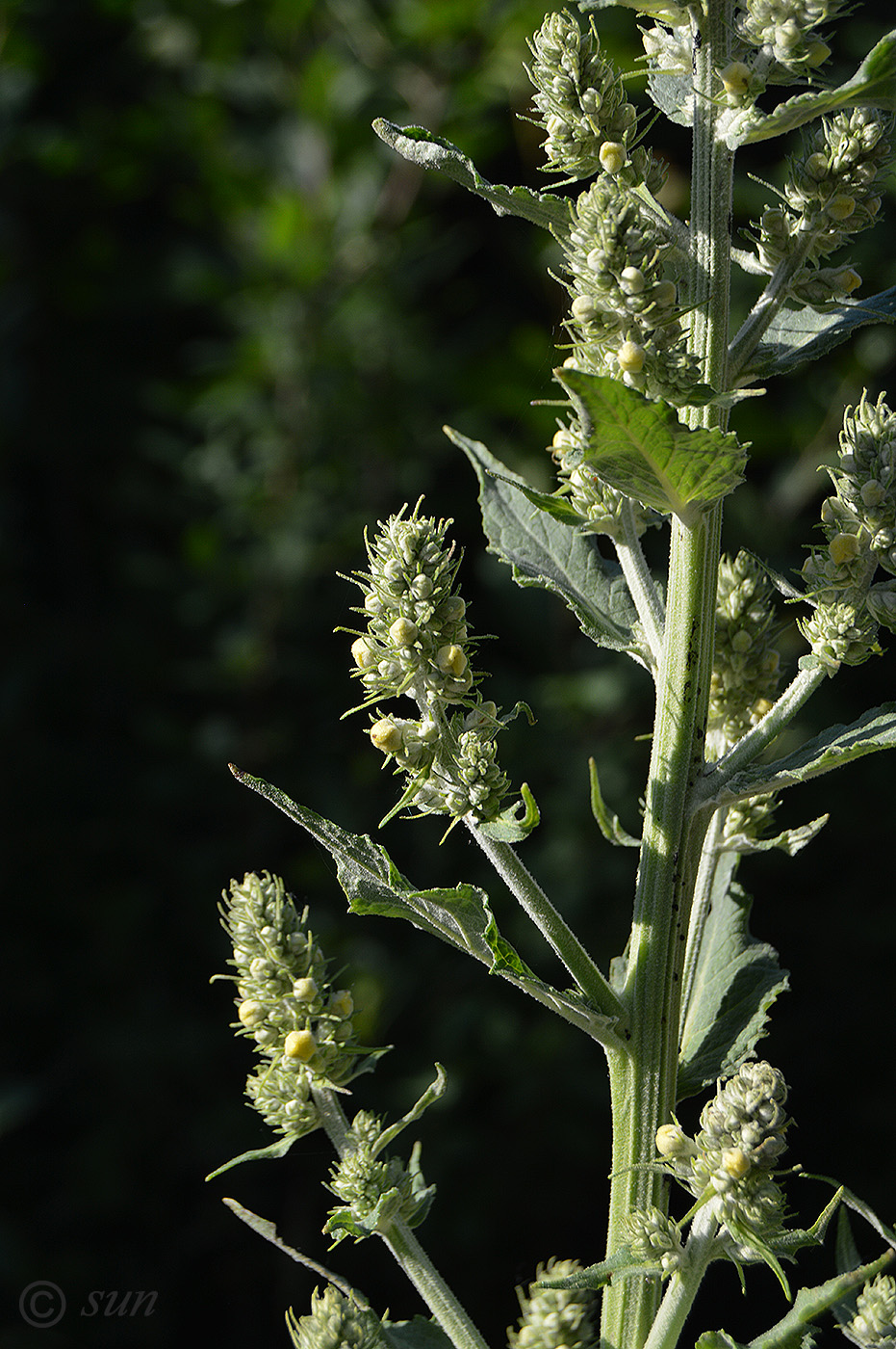 Изображение особи Verbascum lychnitis.