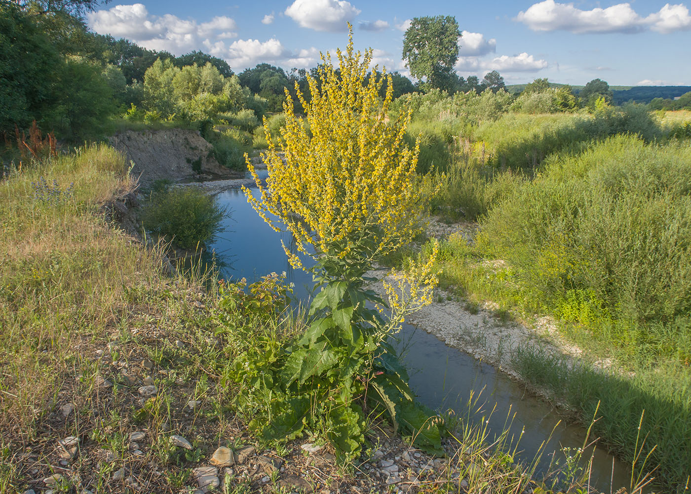 Изображение особи Verbascum lychnitis.