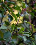 Frangula alnus. Верхушка ветви с плодами разной степени зрелости. Московская обл., Пушкинский гор. округ, северо-восточное побережье Учинского водохранилища, опушка смешанного леса. 27.07.2024.