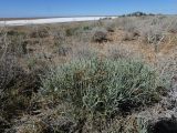 Ephedra distachya