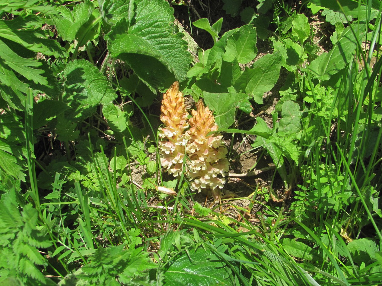 Image of Orobanche grossheimii specimen.