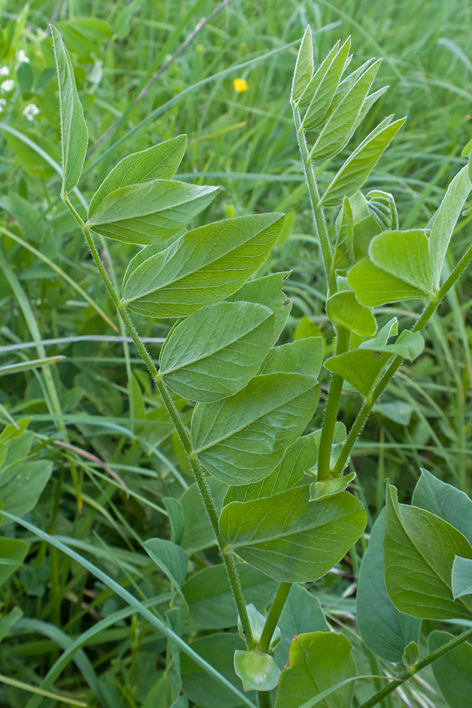 Изображение особи Galega orientalis.