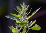 Chenopodium album