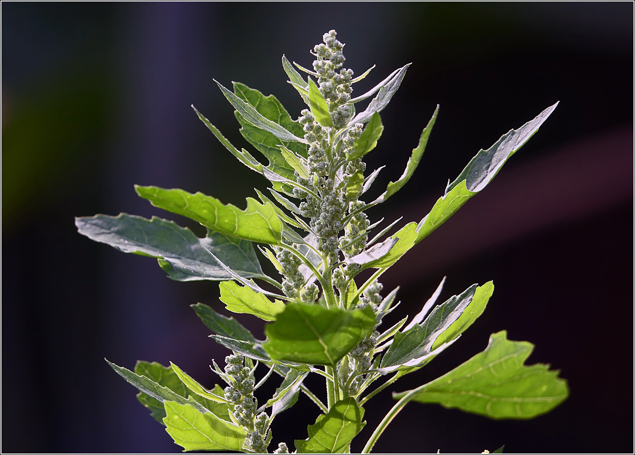 Изображение особи Chenopodium album.