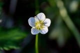 Parnassia palustris. Цветок. Красноярский край, Таймырский Долгано-Ненецкий р-н, плато Путорана, устье р. Кутарамакан, опушка смешанного леса. 26.07.2023.